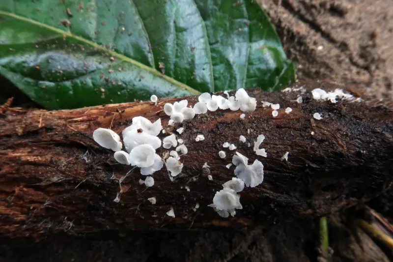 Calyptella capula 1 - IMG_5927